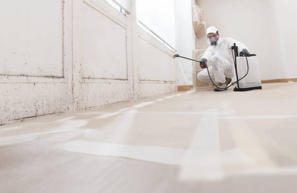 Black mold remediation team in Rowlett
